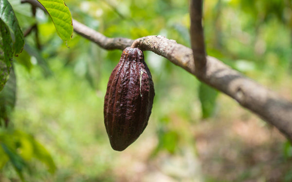 Cacao vs cocoa: the difference you can taste