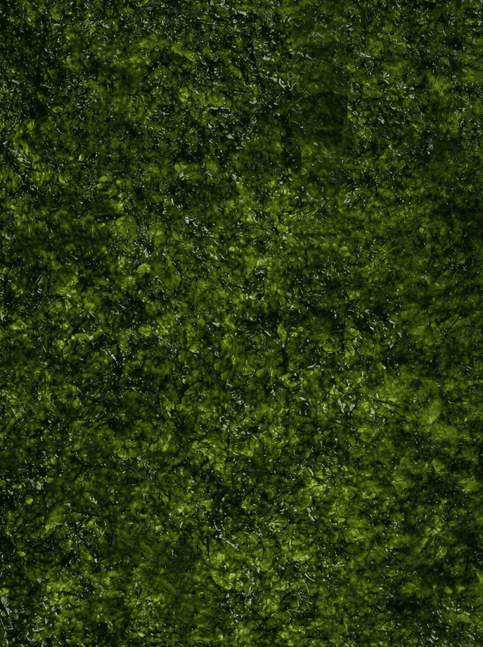 NZ kelp