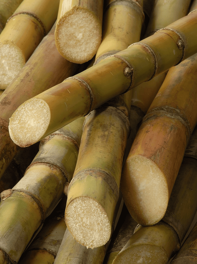 Sugar Cane