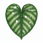 Ka kā wā 100% Daily Ritual Cacao 'Ahika' Kawakawa + Horopito - 500g round
